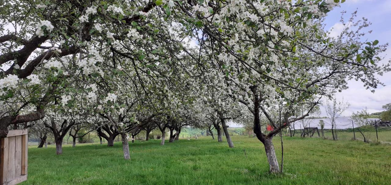 Pensiunea Agroturistica Ica Valea Drăganului Exteriör bild
