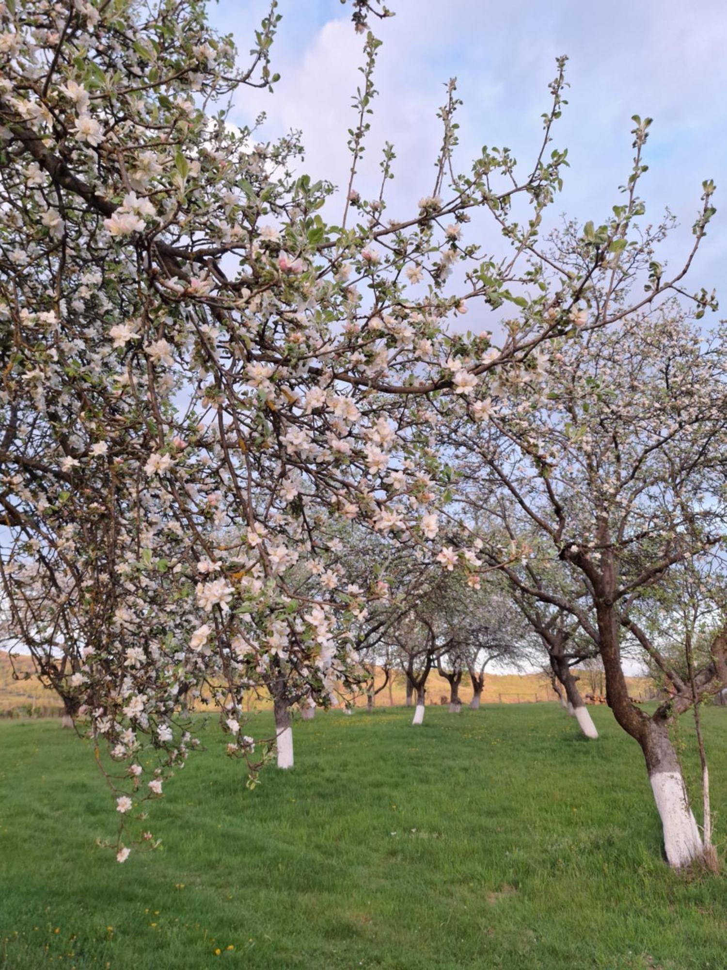Pensiunea Agroturistica Ica Valea Drăganului Exteriör bild